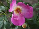 Carlin's Rhythm rose photo