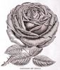 Empress of India rose photo