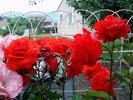 Kordes' Brillant rose photo
