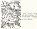 Albane d'Arneville rose photo