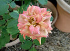 Spirit Dance rose photo