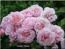 Aladdin Palace rose photo