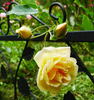 Jenny Wren rose photo