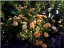 Yellow Fairy ™ rose photo