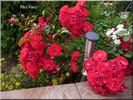 Red Fairy rose photo