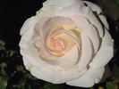 Pop Warner rose photo