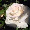 Pop Warner rose photo