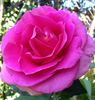 Gentle Giant ™ rose photo