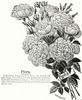 Flora rose photo