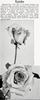 Eureka rose photo