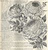 Santa Rosa rose photo