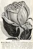 Rosa Mundi (tea, Conard rose photo