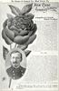 Admiral Schley rose photo