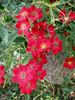 Eye Appeal ® rose photo