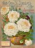 Mosella rose photo