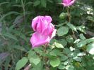 Pironti Tournedos rose photo