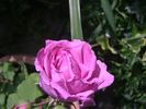 Pironti Tournedos rose photo