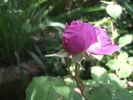 Pironti Tournedos rose photo
