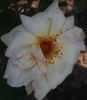 Molly Sharman-Crawford rose photo
