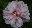 Dream Lover rose photo