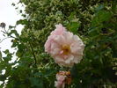 Dresdner Frauenkirche rose photo