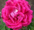 Henri Nevard rose photo