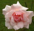 Countess of Derby rose photo