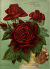 Jubilee rose photo
