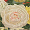 Admiral Dewey rose photo