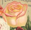 Clara Watson rose photo