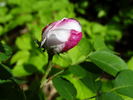 Marie de Saint Jean rose photo