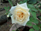 Versilia® rose photo