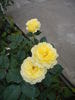 China Girl rose photo
