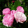 Cotorrita Real rose photo
