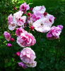 Cotorrita Real rose photo