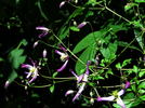 C. flammula 'Rubromarginata' clematis photo