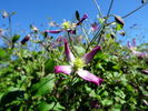 C. flammula 'Rubromarginata' clematis photo