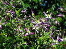C. flammula 'Rubromarginata' clematis photo