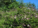 C. flammula 'Rubromarginata' clematis photo