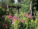 Madame Francisque Favre rose photo