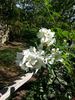 The Gift rose photo
