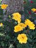 Henry Fonda rose photo