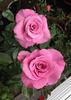 Azure Sea rose photo
