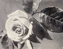 Peachblow rose photo