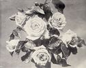 Peachblow rose photo