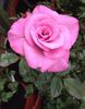 Azure Sea rose photo