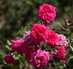 Conrad O'Neal rose photo