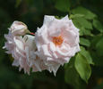 White Gene Boerner rose photo