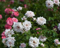 White Gene Boerner rose photo