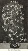 Mrs. M. H. Walsh rose photo